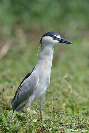 Black-crowned night heron (Nycticorax nycticorax), Tanquã wetland, Rio Piracicaba, São Paulo, Brazil