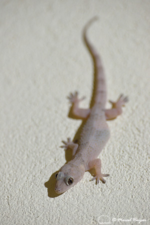 Tropical house gecko, Afro-American house gecko or cosmopolitan house gecko (Hemidactylus mabouia), São Roque de Minas , Minas Gerais, Brazil
