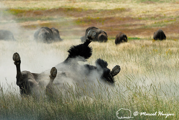 American bison (Bos bison) rolling in dust in a grassland, Montana