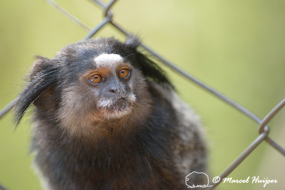Black-pencilled marmoset (Callithrix penicillata), ESALQ campus, Piracicaba, São Paulo, Brazil