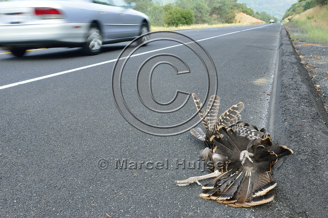 Wild turkey (Meleagris gallopavo) roadkill, Hwy 49 south of Chinese Camp, California, USA