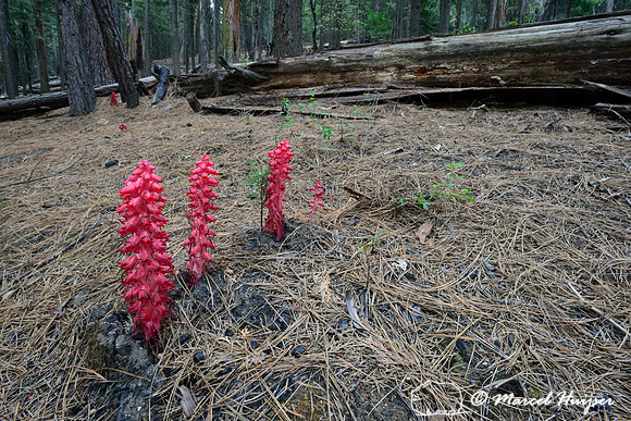 Snow Plant (Sarcodes sanguinea), Yosemite National Park, California, USA