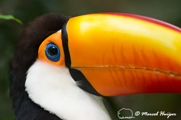 Toco toucan (Ramphastos toco), Brazil