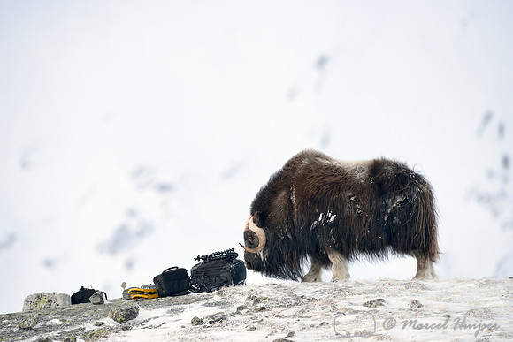 Muskoxen (Ovibos moschatus) investigates camera bag, Dovrefjell National Park, Norway