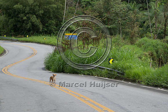 Feral domestic dog on road, "park road" (estrada-parque) Capelin