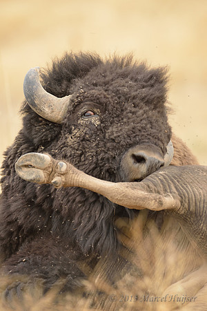 Bison (Bison bison) grooming and taking dust bath, Montana, USA