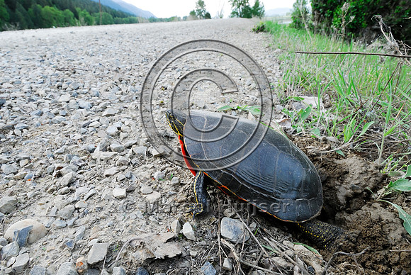 Western painted turtle ( Chrysemys picta bellii) digging a hole and laying eggs along a gravel road, northern Idaho, USA