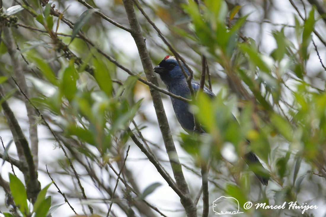 Diademed tanager (Stephanophorus diadematus), Parque Nacional Aparados da Serra, Cânion Itaimbezinho, Rio Grande do Sul, Brazil