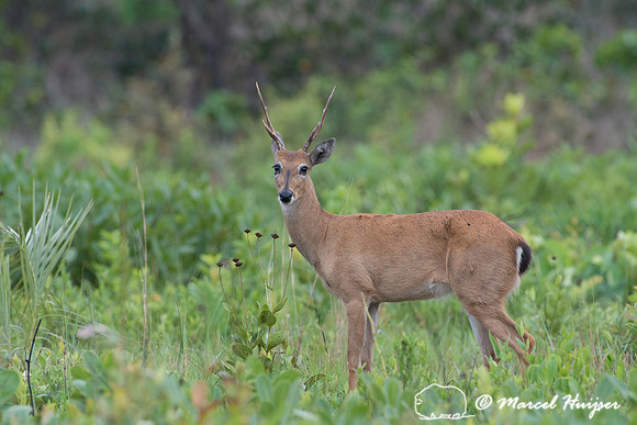 Pampa deer buck (Ozotoceros bezoarticus), Parque Nacional das Em