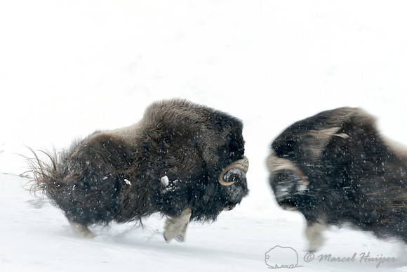 Muskoxen (Ovibos moschatus) charging, moment before impact, Dovrefjell National Park, Norway