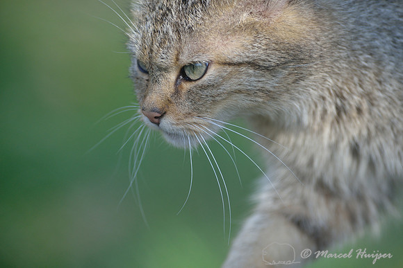 European wildcat (Felis silvestris silvestris), Germany (captive animal)
