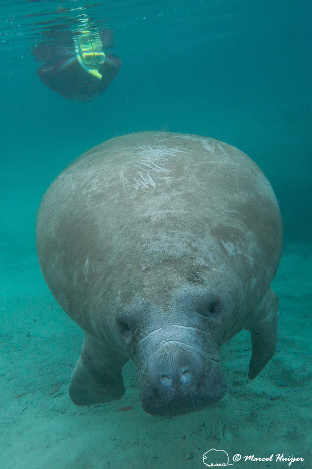 West Indian manatee (Trichechus manatus), Florida, USA