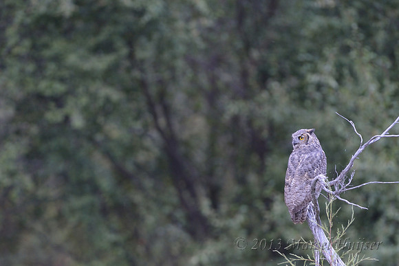 Great horned owl, (Bubo virginianus), Montana, USA