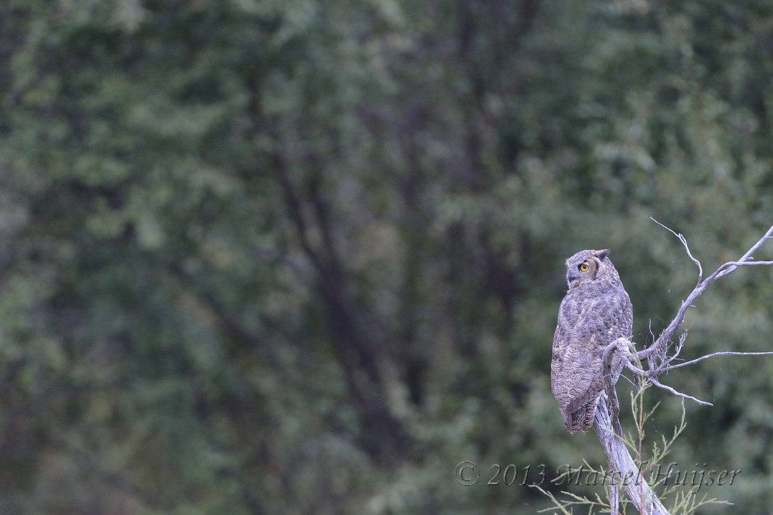 Montana wildlife: Great horned owl (Bubo virginianus), Montana, USA