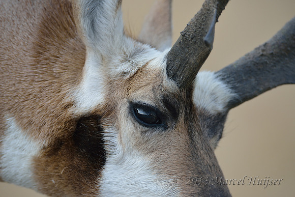 Pronghorn (Antilocapra americana) buck eye, Montana, USA