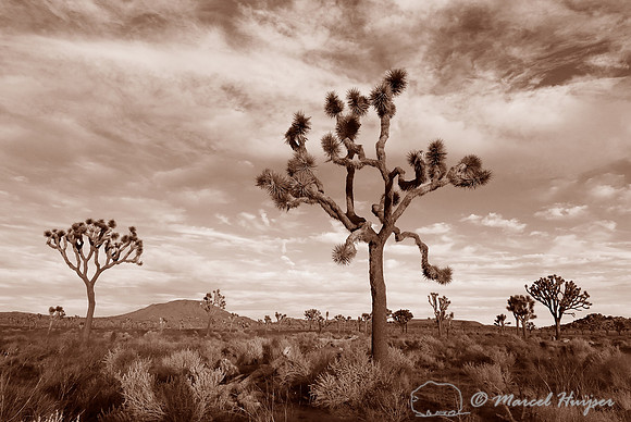 Joshua tree (Yucca brevifolia), Mojave desert, California, USA