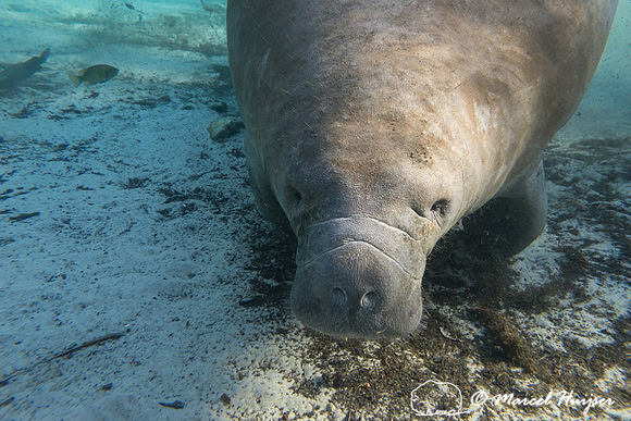 West Indian manatee (Trichechus manatus), Florida, USA