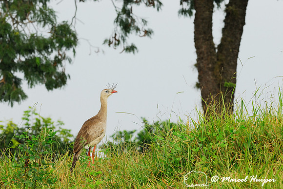 Red-legged seriema (Cariama cristata), near Brotas, Sao Paulo, Brazil