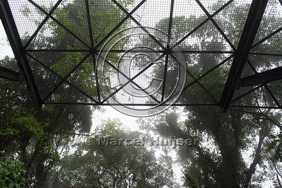 Canopy crossing for arboreal mammals, "park road" (estrada-parqu