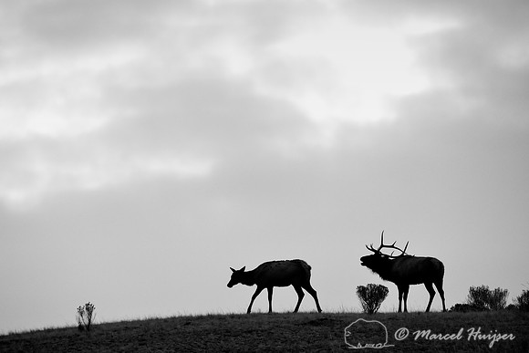 Bull elk bugling and cow (Cervus canadensis), Wyoming, USA
