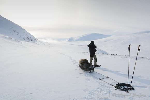 The making of the muskoxen images,Niels Kooijman scans the slopes for muskoxen (Ovibos moschatus) between camp 2 and base camp, Dovrefjell National park, Norway.