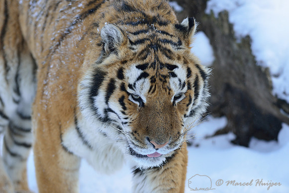 Amur tiger (Panthera tigris altaica) in the snow, Jilin Province, China