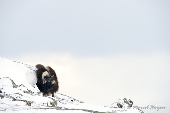Muskox (Ovibos moschatus) scratching against boulder in snowy landscape, Dovrefjell National Park, Norway