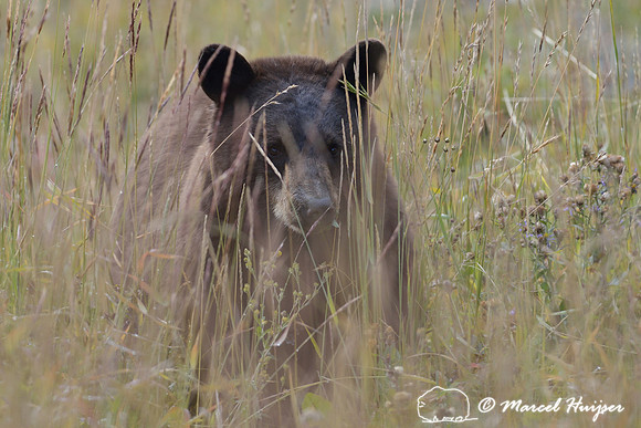 Black bear (Ursus americanus), Wyoming, USA
