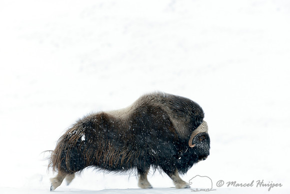 Muskoxen (Ovibos moschatus) in the process of charging another male, Dovrefjell National Park, Norway