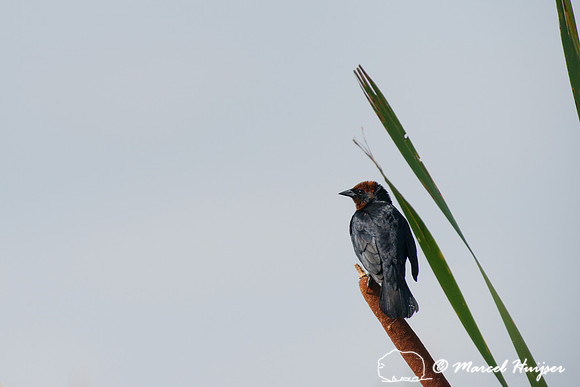 Chestnut-capped blackbird (Chrysomus ruficapillus), Tanquã, Sã