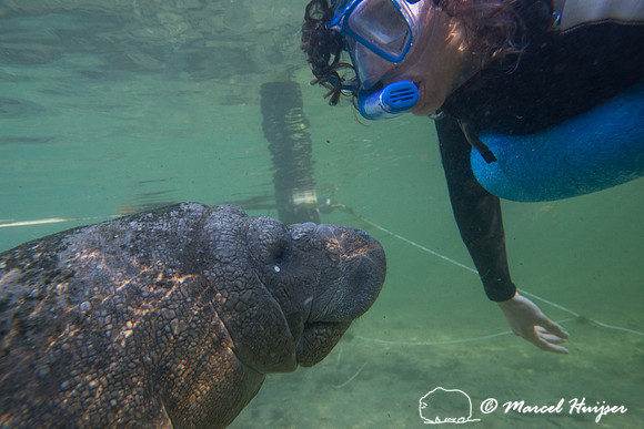 West Indian manatee (Trichechus manatus) seeks attention from Be