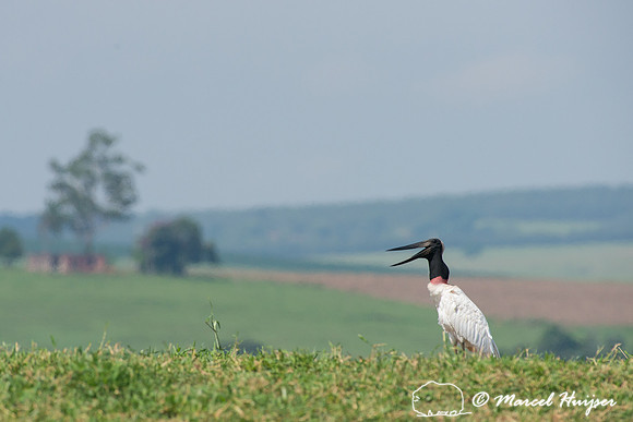 Jabiru (Jabiru mycteria), Tanquã, São Paulo, Brazil