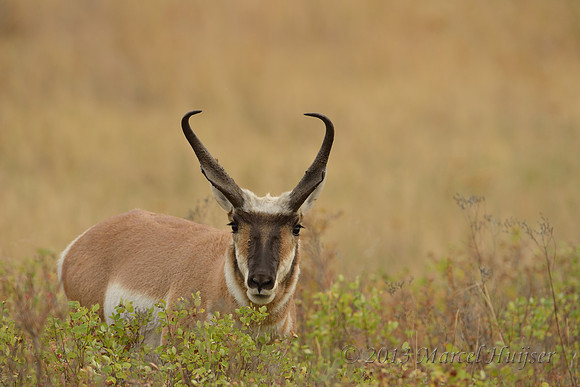 Pronghorn (Antilocapra americana), Montana, USA