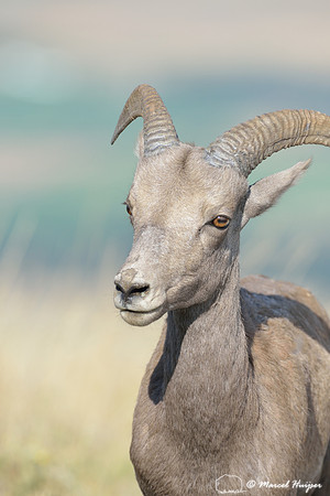 Bighorn sheep (Ovis canadensis) ram, Montana, USA