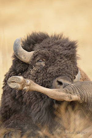 Bison (Bison bison) grooming and taking dust bath, Montana, USA