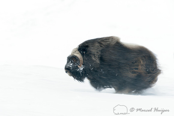 Muskox (Ovibos moschatus) charging another male like a cannon ball, Dovrefjell National Park, Norway