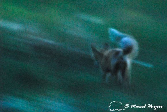 Red fox (Vulpes vulpes) kit running at dusk, Montana, USA
