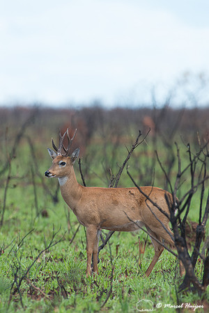 Pampas deer (Ozotoceros bezoarticus), Brazil