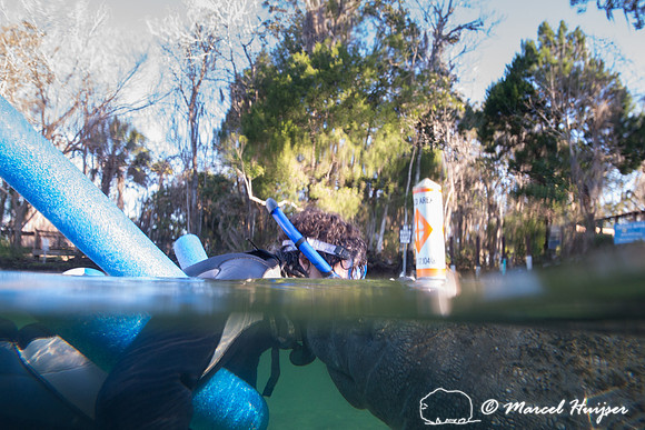 West Indian manatee (Trichechus manatus) seeks attention from Be