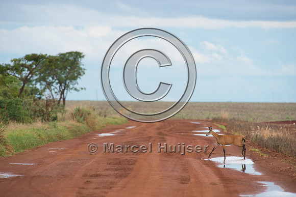 Marsh deer (Blastocerus dichotomus) crossing dirt road, Brazil
