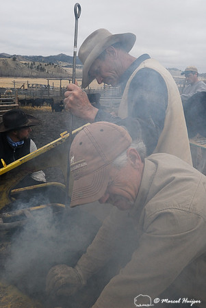 Vaccinating angus cattle and branding calves, Ox Bow Ranch, Wolf Creek, Montana, USA
