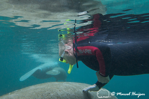West Indian manatee (Trichechus manatus), Florida, USA