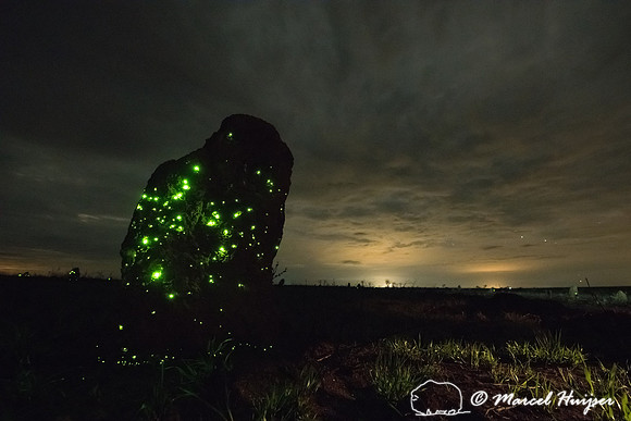 Bioluminescence of the larvae of the click-beetle (Pyrearinus te