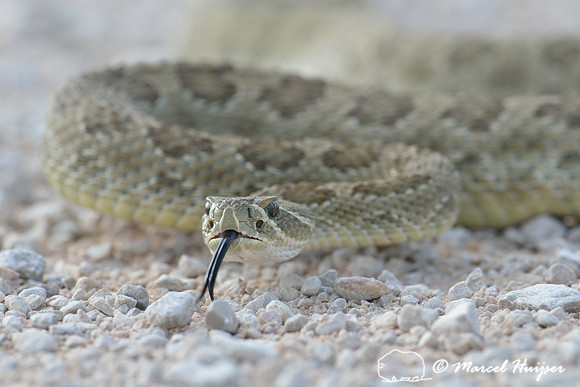 Prairie rattlesnake  (Crotalus viridis), Montana, USA