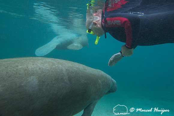 West Indian manatee (Trichechus manatus), Florida, USA