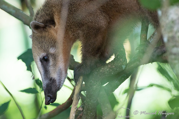 South American coati (Nasua nasua), Parque Nacional do Iguaçu,