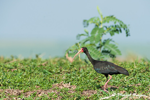 Bare-faced ibis (Phimosus infuscatus), Tanquã, São Paulo, Brazil