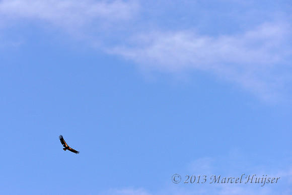 El condor pasa. California condor (Gymnogyps californianus), Grand Canyon, Arizona, USA . Critically endangered (IUCN, 2013).