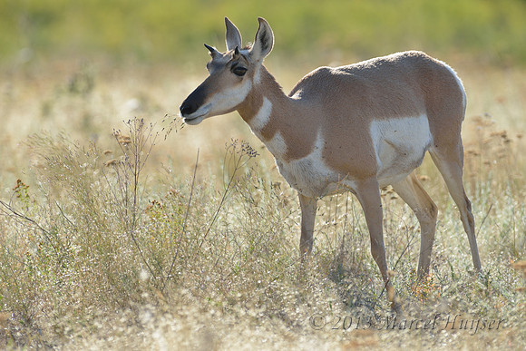 Pronghorn (Antilocapra americana) doe eating, Montana, USA