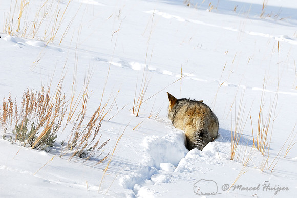 Coyote (Canis latrans) in the snow, Wyoming, USA